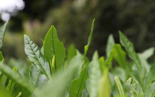 茶葉大國應用，土壤養分檢測儀可以對茶葉合理施肥有何等指導作用？