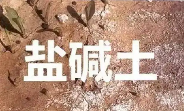 作物為什么生長不健康，用土壤EC計測測便知