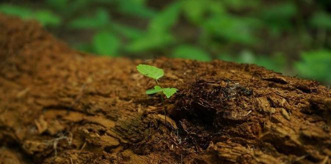 如何快速測(cè)定土壤墑情？用土壤墑情速測(cè)儀
