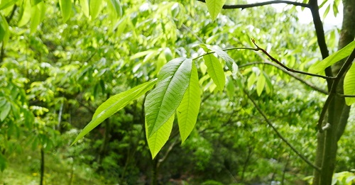 核桃果園應該利用土壤水分溫度速測儀優化土壤條件