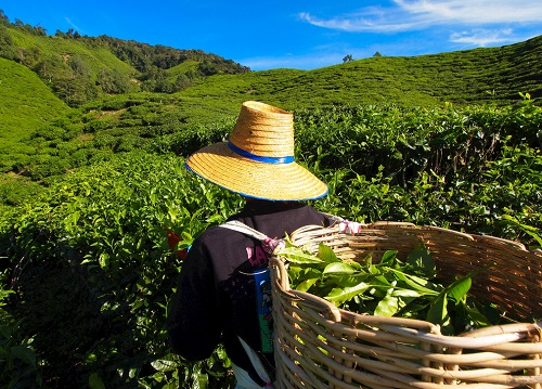 茶園里面的土壤應該如何檢測？利用土壤儀器對茶園土壤的有效管理