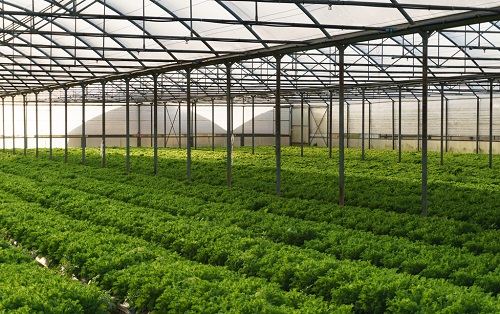應用土壤EC計改良大棚土壤，蔬菜品質有保障