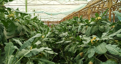 大棚土壤鹽漬化會對蔬菜種植（根、葉、果）帶來哪些危害？