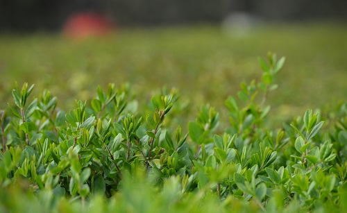 土壤分析儀助力園林綠化植物根際對土壤養分的影響