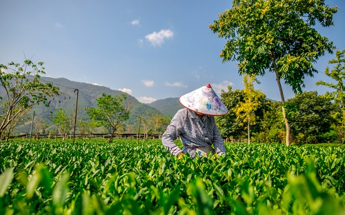 現(xiàn)代精細農(nóng)業(yè)耕作中常用的土壤工具---多參數(shù)土壤測量儀智慧種植