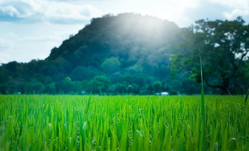 土壤墑情監(jiān)測系統(tǒng)提高土壤重要信息監(jiān)測能效