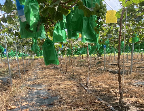 土壤水分測定儀避免久旱灌溉造成的葡萄脫水問題