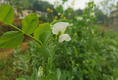 土壤溫度測定儀的價值取決于土壤溫度對蔬菜的影響力
