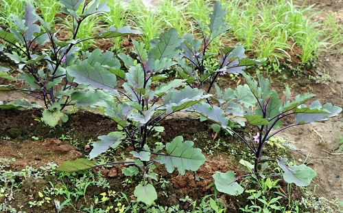 夏季育苗三個(gè)注意事項(xiàng)，了解土壤墑情很重要